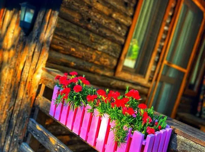 Zeytindagi Mehmetalani